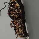 35.5" x 75" Boho Wood Bead Curtain for Doorways 40 Strands Door String Curtains Handmade Beaded Curtain Window Hanging Room Divider Wave Pattern for Home Decoration, Dark Brown