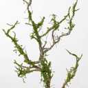 SETRUE Fake Green Moss for Crafts, 5.3 OZ Artificial Fake Green Moss for Planters Faux Moss Decor for DIY Decorative Table Centerpieces Decor Fairy Garden Model Making (150g)