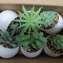 Der Rose Set of 6 Succulents Plants Artificial in Pots Small Fake Plants for Bedroom Aesthetic Living Room Shelf Bathroom Decor Office Desk Accessories (Green)