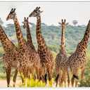 Wonderful Africa Giraffes Tarangire National Park,Tanzania Landscape Photo Canvas Poster Print,Wild Animals Wall Decor Canvas Poster Bedroom Office Room Decor Gift 08x12inch(20x30cm)