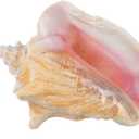 Nautical Crush Trading Conch Shell Decor - Seashell Decor - Imperfect (8-10in) Large Sea Shell - Shells for Decoration - Large Seashells for Craft - Magic Conch Shell Room Decor