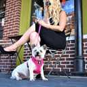 EcoBark Dog Leash - Soft & Reflective Comfort Training Leashes with Padded Handle - Strong Durable Heavy Duty - Training and Pulling for Small, Medium or Large Dogs (Pink)