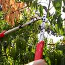 Corona Tools X Series Pro Bypass Lopper 2-1/4 Cutting Capacity Heavy-Duty Branch Cutter for Tree & Shrub Trimming, 32.5" Overall Length, Handle Length 24"