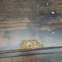 Furinno PASIR Book Shelf, 3-Tier Bookshelf, Storage Shelves Bookcase, 9.7 x 23.7 x 31.5, for Living Room, Bedroom, Home Office, Amber Pine