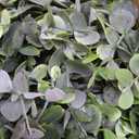 DearHouse Faux Eucalyptus Garland Plant, 2 Pack Artificial Vines Hanging Eucalyptus Leaves Greenery Garland for Wedding Backdrop Arch Wall Decor, 6 Feet/pcs UV Protected Indoor Outdoor