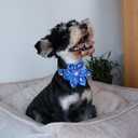 Unique style paws Independence Day Flag Dog Collar, Best for Small Medium Large Boys Girls Dogs (XL, ice flag flower)