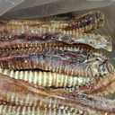 Bravo! Beef Trachea Mini Dog Chews, 11 Inch (20 Count) for Large Breed Dogs, Dry Roasted, High Protein, Natural Source of Chondroitin and Glucosamine