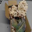 Ttranewsoo Hydrangea Artificial Flowers,Fall Hydrangeas Artificial Flowers, Fake Fall Dried Hydrangea Decoration,Faux Silk Flower with Stems Winter Decor Without VaseCream White 8PCS