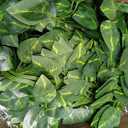100 Pcs Fake Vines Bulk Artificial Ivy Garland Greenery Hanging Vines Green Leaves Plants for Bedroom Wedding Garden Home Wall Jungle Themed Party Decorations (722ft)