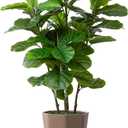 Artificial Fiddle Leaf Fig Plant Indoor 5FT Faux Fig Tree with Mocha Diamond Planter Tall Fake Floor Plant Potted Artificial Trees for Home Office Living Room Decor Indoor