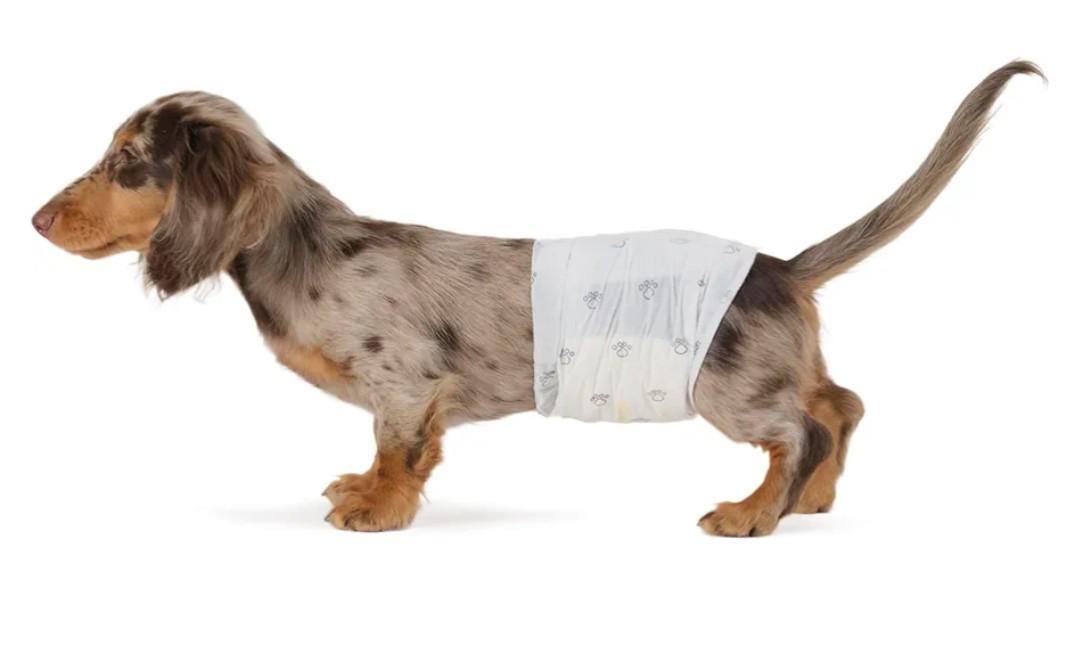 Amazon Basics Absorbent, Leakproof Male Dog Wrap Disposable Diapers with Wetness Indicator, Breathable, Small, White