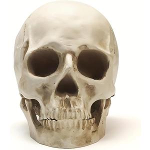 SOACH Resin Skull, 1:1 Human Skull, Human Head Model for Home Decoration, Halloween Statue, Bone Model, Model Anatomical Medical Skeleton, Jaw is Movable (White)