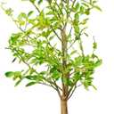 Rolling Metal Citrus Tree Planter Pot, 21 Round Planter Box for Porch Patio & Backyard, 20 Gallon Large Planter Pot with Wheels for Growing Olive Trees Tomatoes Vegetables and Flowers, Pearl White