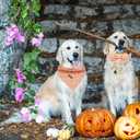 Elegant little tail Fall Dog Collar, Halloween Dog Collar Pink Pumpkin Pet Collars with Bowtie Puppy Metal Buckle Cotton Girls Boys Adjustable Pet Collars for Large Dogs (Large (Pack of 1))