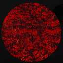 Red Disposable Placemats Set of 100 Red Charger Plates Doilies Metallic Thin Mesh Round 13 Inch Glitter Foil Pressed Dining Table Decoration Centerpieces for Party Wedding Birthday