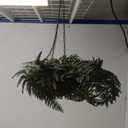 OakRidge Fully Assembled Artificial Fern Hanging Basket Set of 2  Indoor/Outdoor Use  23  L