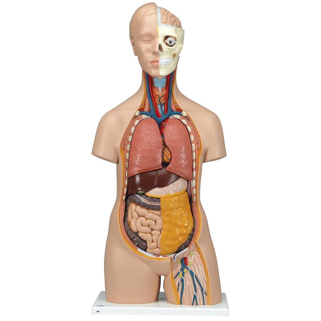 3B Scientific B09 Classic Unisex Torso 12-part - 3B Smart Anatomy 3B Scientific B09 Classic Unisex Torso 12-part - 3B Smart Anatomy
