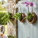Staghorn Fern Mounting Kit - Wood Wall Planter for Orchids,Herbs & Indoor Plants | Hanging Plant Holder,Basket & Stand for Wall Decor(8.18inch)