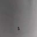 Boxwood Plant - Threshold