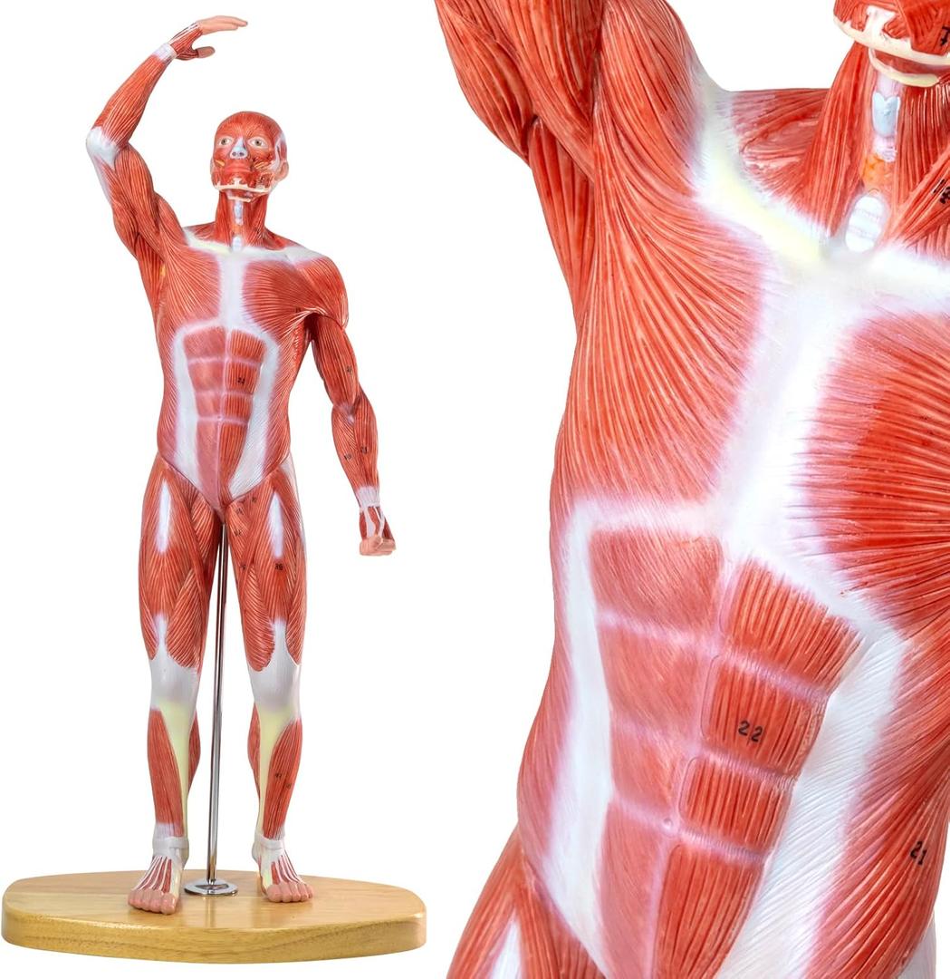HADWYN 20" Human Muscle Model Miniature Muscular System Model, Human Muscular Figure Human Body Anatomy Model for Medical Physiology Teaching