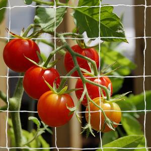 Tcamp Trellis Netting for Climbing Plants Outdoor Indoor (6" Square Mesh Ployester, 5ft x 15ft) (2 Pack)