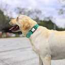 Dog Collar with QR Code, Reflective Pet Collar, Soft Neoprene Padded & Safety Locking Buckle Adjustable Dog Collar for Large Dogs(Teal,L)