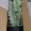 Fake Fern Potted Plant Artificial Boston Ferns in Pot 35 Leaves for Outdoors & Indoor Faux Fern Bush Plant 20inch for Patio Garden Farmhouse Windowsill Office Living Room Decoration Home Decor (Large)