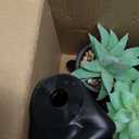 Der Rose 3pcs Fake Succulents Plants Artificial for Black Bathroom Bedroom Home Living Room Halloween Decor Aesthetic Indoor