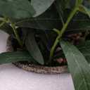 AlphaAcc 18 Inch Artificial Olive Branches Real Looking Potted Plant Fake Olive Tree with Lifelike Leaves and Fruits in Rustic Black Cement Planter Faux Greenery Plant for Indoor Outdoor Decor