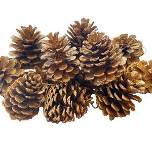 VERIMP Pine Cones, Natural Pinecones for Christmas & Halloween Decor (16PCS, 1.97" - 2.95", Brown, Pine Material)