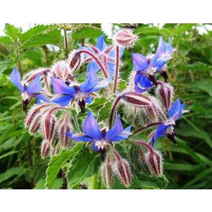 5 x Seeds Borage Starflower Cucumber Grass Annual Herb Indoor Non GMO Heirloom