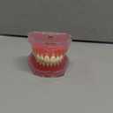 Dental Demonstration Teeth Model with All Removable Teeth, Standard Study Teaching Dental Model Teeth Education and Demo Typodonts Model Ideal for Dental Professionals and Students