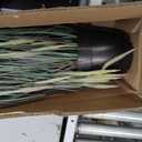 Faux 4ft 2-Pack Horsetail Reed Grass with Pink Spikes, 48in Tall Indoor Outdoor Fake Grass in Pot, Home Office Decorative Artificial Plant & Greenery, Wedding Decor Green Bristlegrass