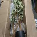 CETRD Artificial Olive Tree, 6FT Tall Faux Olive Trees 72in Outdoor Fake Potted Silk Plant with Trunk and Realistic 648 Leaves and 24 Fruits for Modern Office Home Decor Indoor（1pack）