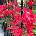 5.9 Ft Artificial Bougainvillea Flowers Garland Silk Bougainvillea Vines Faux Long Bougainvillea Vines for Wedding Arch Wall Decorations Centerpieces Table Runner (Fuchsia - Pack of 2)