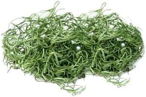 Serene Spaces Living Preserved Green Spanish Moss – Natural Decorative Moss for Planters, Crafts, Floral Arrangements, Terrariums & Event Décor, 8 Ounce Bag