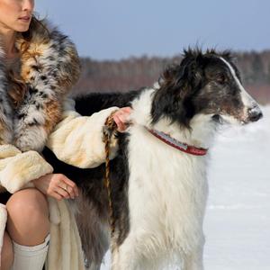 Pets First NCAA Alabama Crimson Tide Premium Dog Collar, Limited Edition, Size Large. Best & Strongest Heavy-Duty Dog Collar!, Large (20-29"" Long & 1"" Wide) (AL-3081-LG)