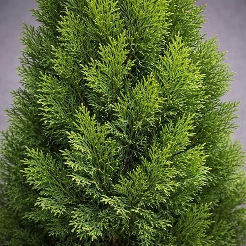 Classy Groundcovers: Arborvitae 'Smaragd', 3-Gallon Pot