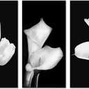 Artmyharbor Tulip Pictures Wall Decor 3 Pieces Canvas Floral Wall Art Black and White 12X24inch