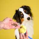 Double Suction Cup Dog Toys Set For Aggressive Chewers 100% Rubber (3 In 1), Teeth Cleaning Toothbrush Toy Stops Plaque & Tarter, Cherry Blossom Waste Bag Dispenser Bonus, Tug Of War Toy For Dog's IQ