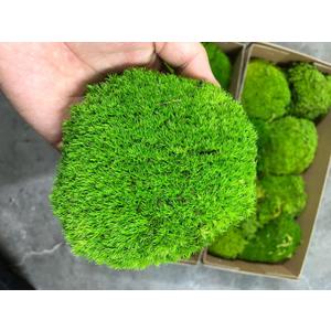 Preserved Pole Moss Pillow Bun Cushion Natural Green Decorative Real Natural Green DIY Kit Terrariums Gardenning Art Wall Decor Florist Decor Easter Table Wedding(1.5 sq.ft, Green-B)