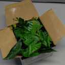 Der Rose 4Pcs Small Fake Plants Black Artificial Mini Faux Plants for Bathroom Office Desk Shelf Table Accessories Decor Indoor, Black