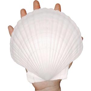 10PCS Large Natural Sea Shells for Crafts 4''-5'' White Scallop Shells Crafts for Home Decor-Seashells for DIY Painting Beach Wedding Decorations-Ocean Craft for Ocean Parties Home Fish Tank Decor