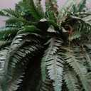 Nearly Natural 6599 18in. Boston Fern Artificial Plant in Hanging Basket, Green,29" x 29" x 18"