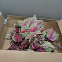 Nearly Natural 23 Coleus Bush Artificial (Set of 6) Silk Plants, Pink