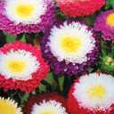 6 x 100+ Seeds Aster Suprime Mix - Flower Multicolor
