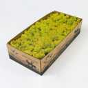 Preserved Reindeer Moss Natural Green DIY Kit Gardenning Art Wall Decor Florist Decor Easter Table Decor Wedding (0.85 lb)
