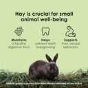 Kaytee Timothy Hay, High Fiber, Grown Specifically for Small Animals, Rabbits, Guinea Pigs, Chinchillas, Ideal Bulk Order for Small Pets, 12 pounds, Expiry: 06/04/28