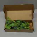 Silk Aquarium Plants (2-Pack) 9.8 Inch Artificial Plastic Fish Fish Habitat Decor, Small to Moderate Size Aquarium Decorations, Safe Green Plants for Freshwater Tanks (Lime Green With White Veins)