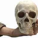 SOACH Resin Skull, 1:1 Human Skull, Human Head Model for Home Decoration, Halloween Statue, Bone Model, Model Anatomical Medical Skeleton, Jaw is Movable (White)